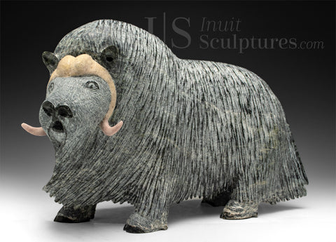 13" SIGNATURE Muskox by Lucassie Ikkidluak *Augustus*