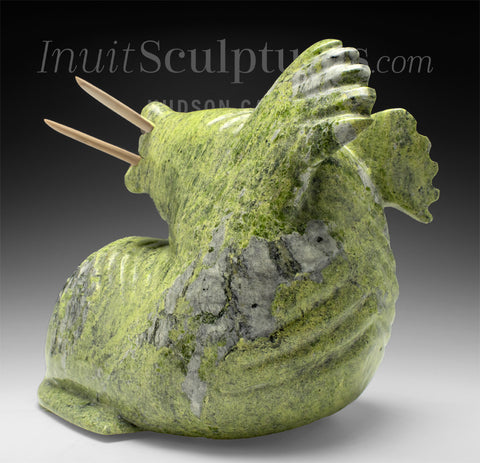 16" Basking Walrus by Noah Jaw *Orion*