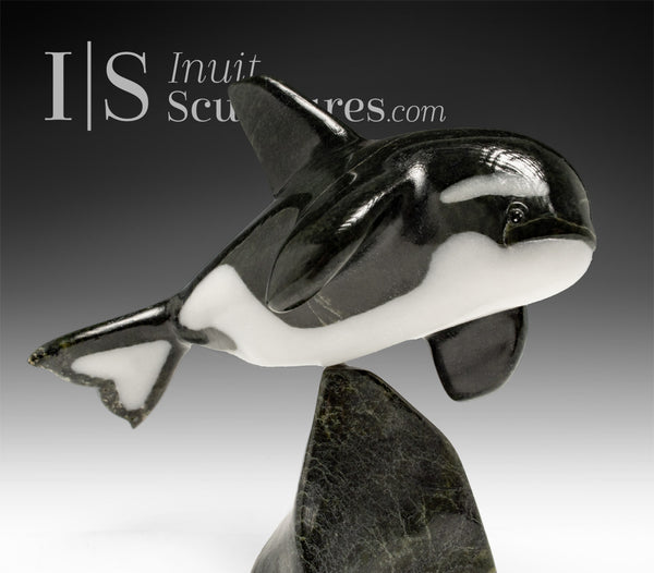 7” SIGNATURE Orca by Johnnysa Mathewsie *Sparks*
