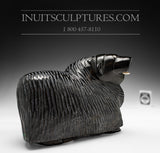 10" Friendly Muskox by Pits Qimirpik