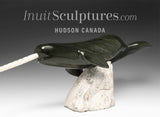 20” Narwhal by Dale Ford *Wisdom Tooth*