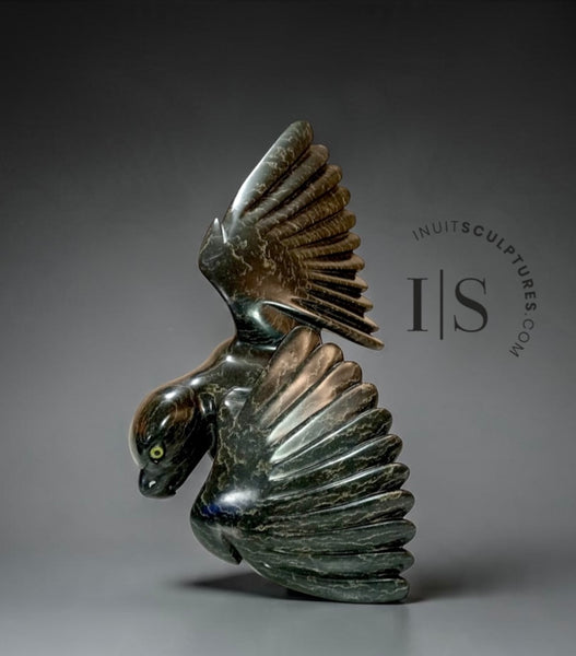 CURATOR'S CHOICE 17” SIGNATURE Hawk by Toonoo Sharky *Your Majesty*
