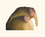 LAST COPY PRINTS Available here