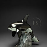 10" SIGNATURE Orca Whale by Derrald Taylor *Jumping the Hurdle*