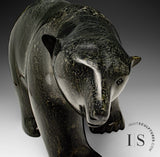 24" SIGNATURE Walking Bear by Ashevak Adla *Stallone* CURATOR'S CHOICE