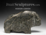 VINTAGE 10" Muskox by Barnabus Arnasungaaq *Headstrong*