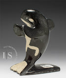 5" Orque par Kelly Etidloie *Surfer Boy*