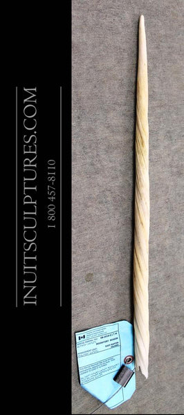 21.5" Narwhal Tusk