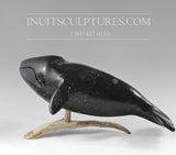 10"  Singing Humpback Whale by Louie Uttaq *La La La La La*