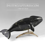 10"  Singing Humpback Whale by Louie Uttaq *La La La La La*