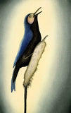 2009 MORNING MELODY by Qavavau Manumie