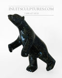 11" Two Way "Covid Collection" Black Speckled Dancing Bear by Famous Kooyoo Peter