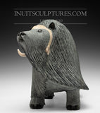 20" Muskox by Elite Carver Lucassie Ikkidluaq *Windswept Warrior*