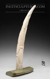 22"  Walrus Tusk by Jassie Keyookta  *Ancient Tales* (govt control)